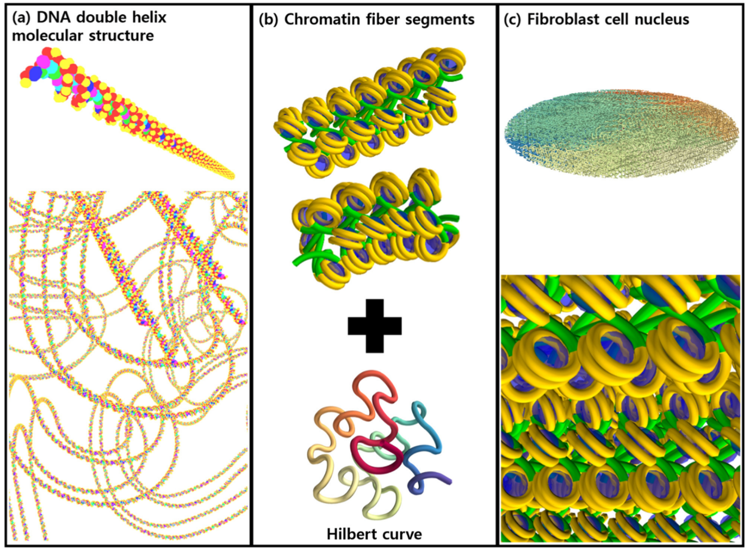 humanCell